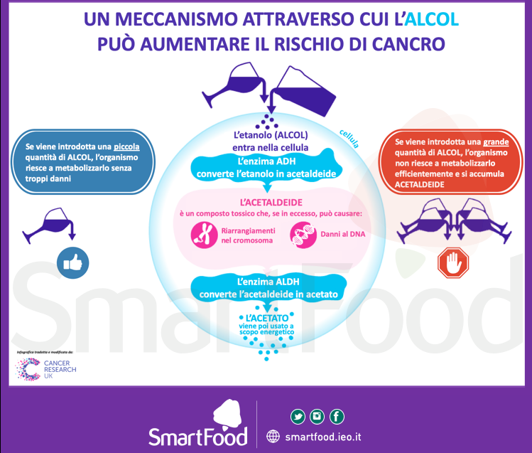 Un meccanismo attraverso cui l'alcol può aumentare il rischio di cancro
