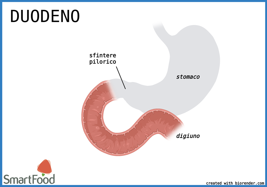 duodeno