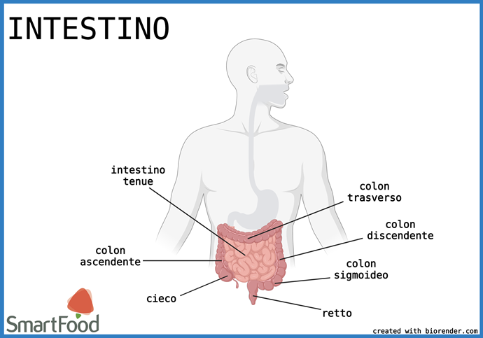 intestino tenue intestino crasso
